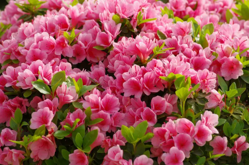 Azaleas