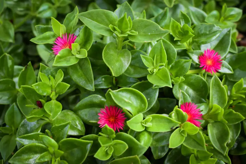 Baby-Sun-Rose-(Aptenia-cordifolia)