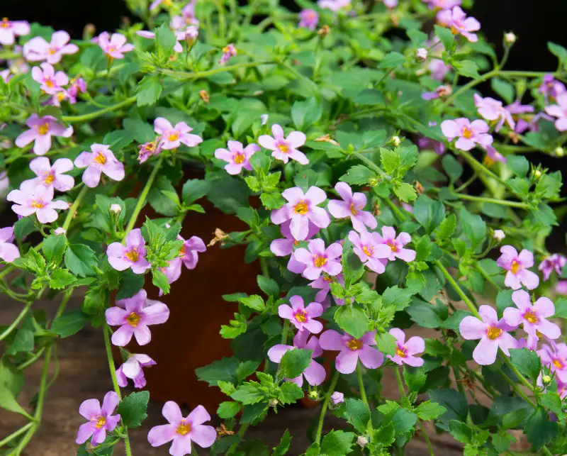 Bacopa-(Sutera cordata)