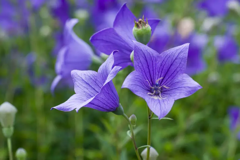 Balloon-Flower