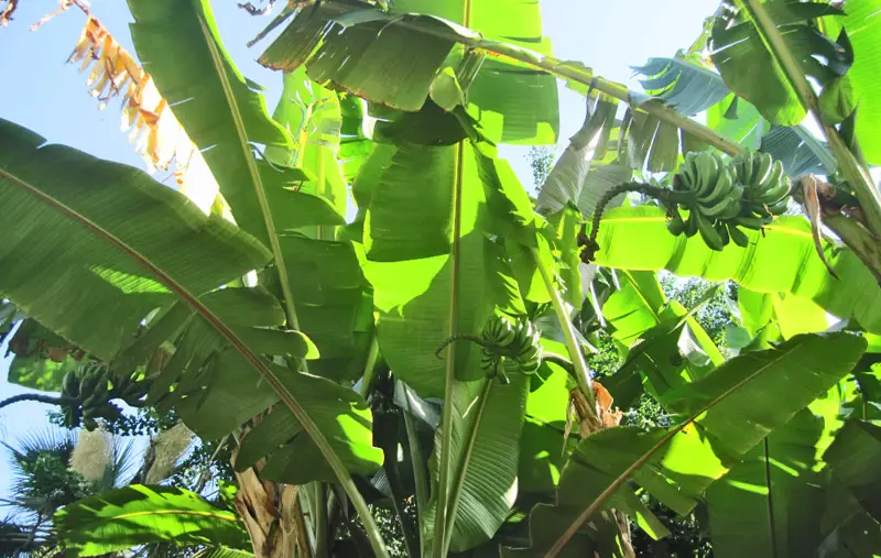 Banana-Tree-02