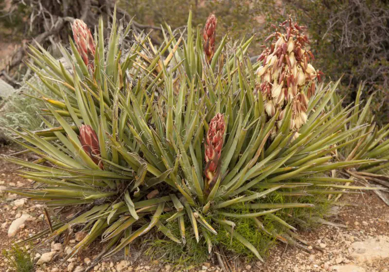 Banana-Yucca