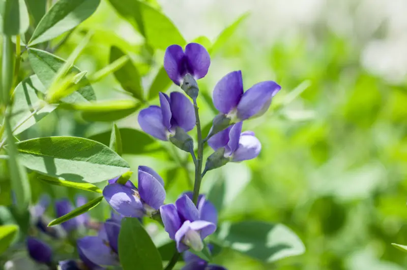 Baptisia