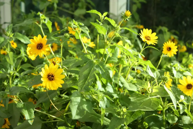 Beach-Sunflower-(Helianthus-debilis)