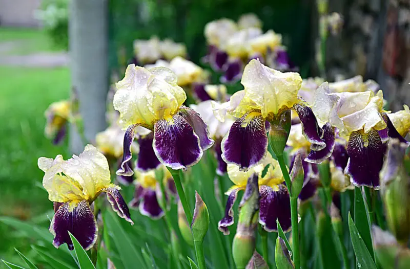 Bearded-Iris