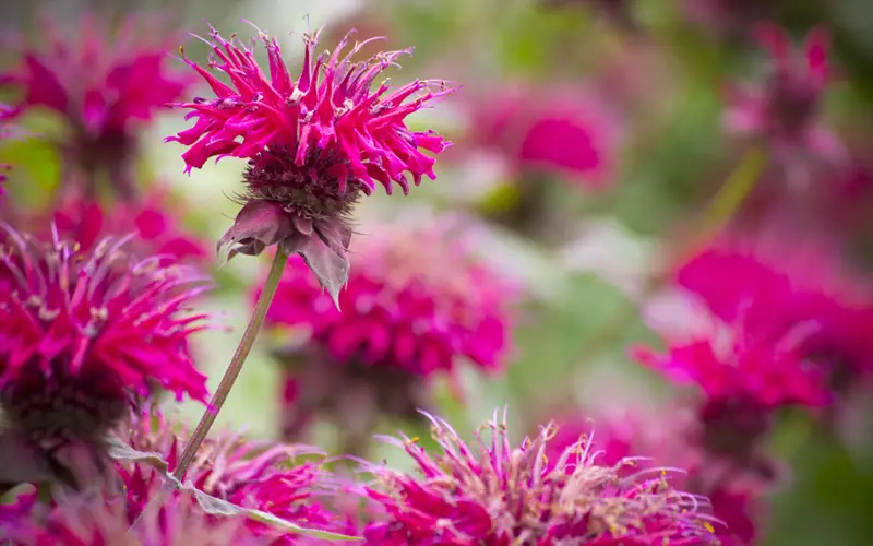 Bee-Balm-01