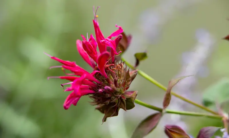 Bee-Balm-02