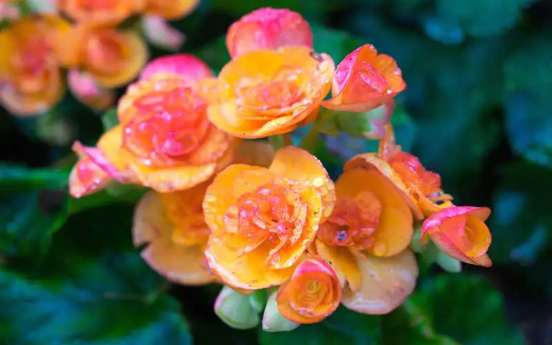 Begonia