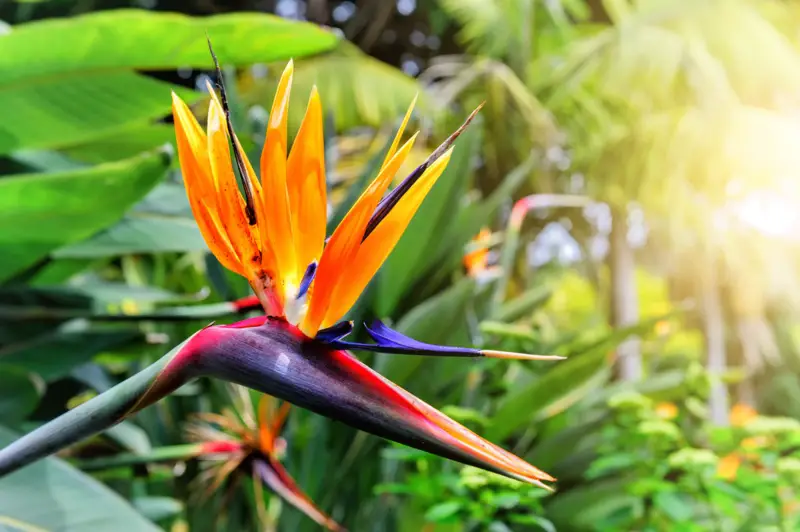 Bird-of-Paradise