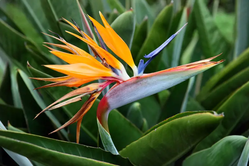 Birds-of-Paradise-flower-02