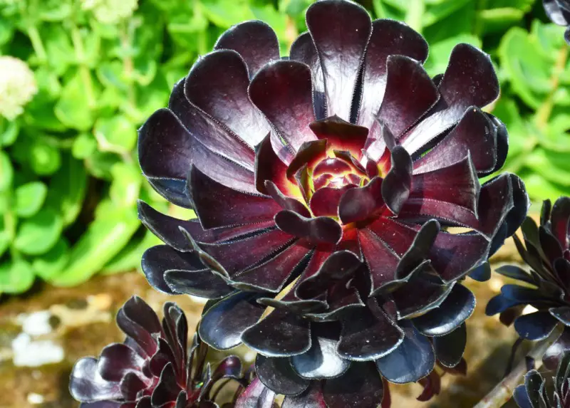 Black Beauty ‘Aeonium’