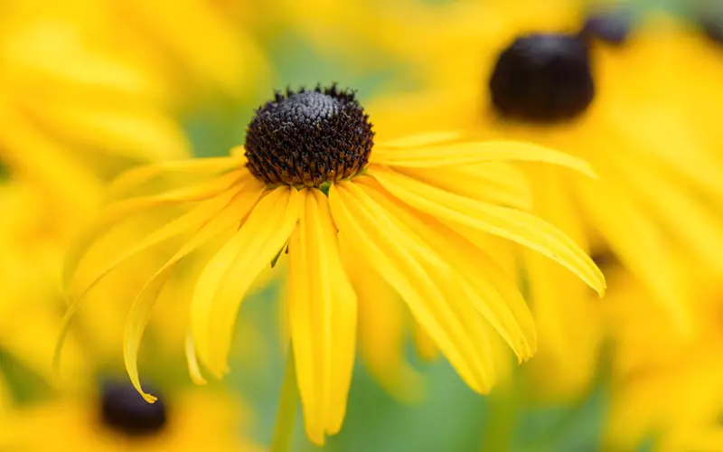 Black-Eyed-Susan-02