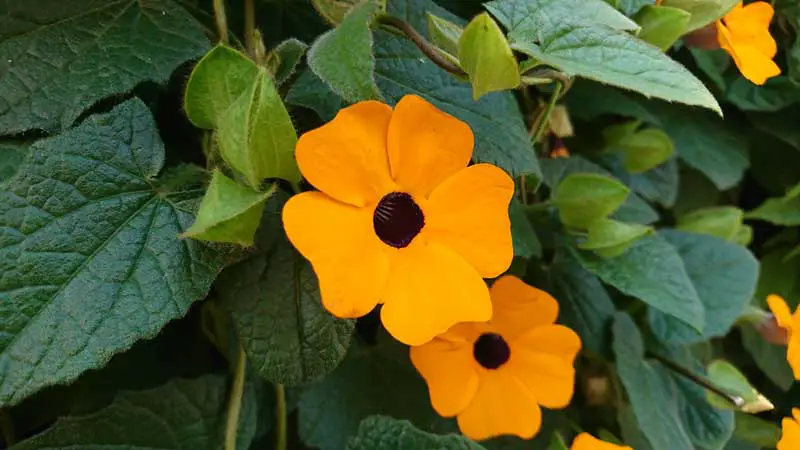 Black-Eyed Susan