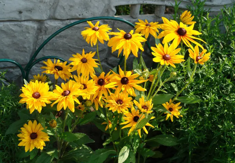 Black-Eyed Susan