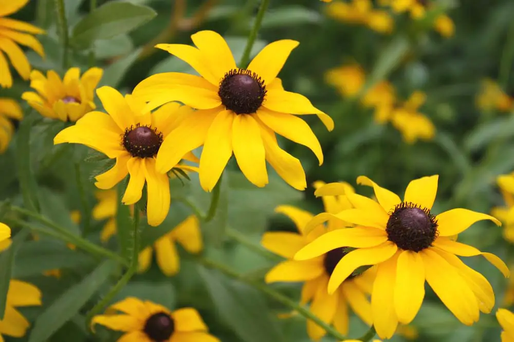 Black-Eyed-Susan