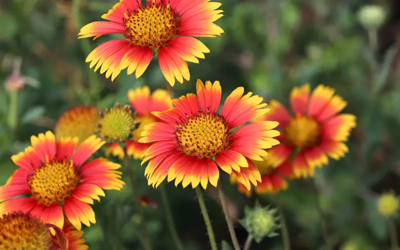 Blanket-Flower-01