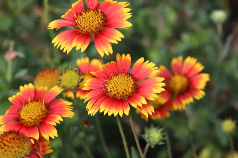 Blanket-Flower