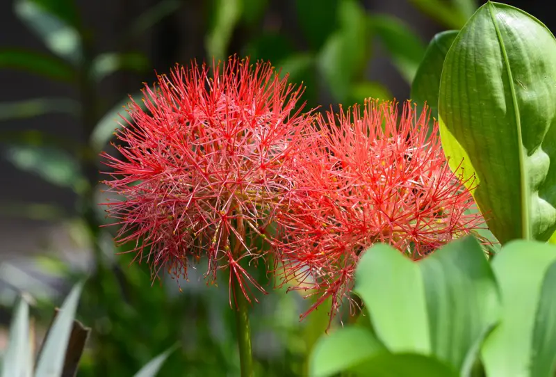 Blood-Lily