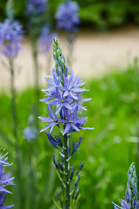 Blue-Camassia-01