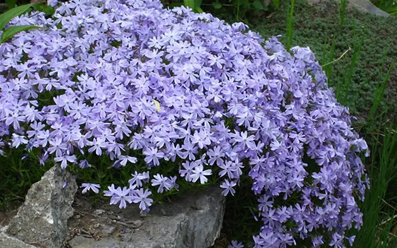 Blue-Creeping-Moss-Phlox