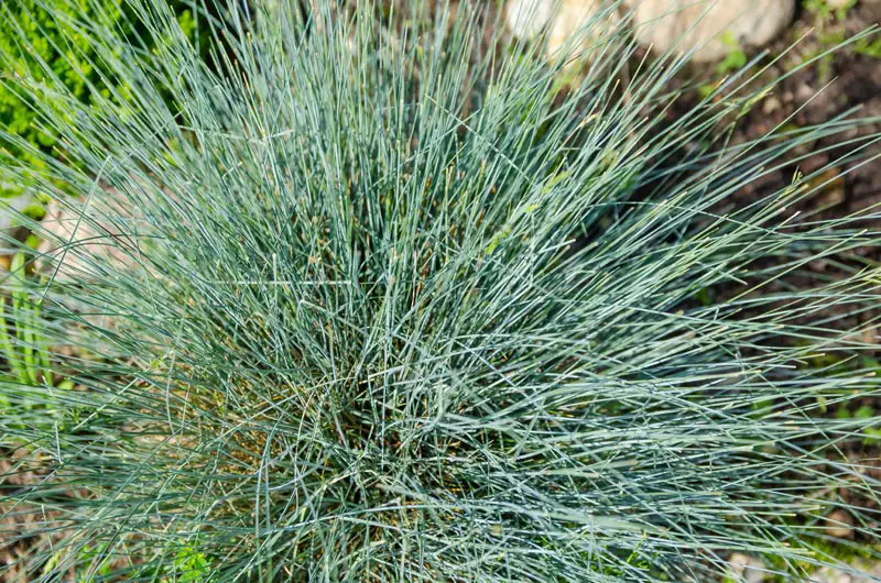 Blue-Fescue