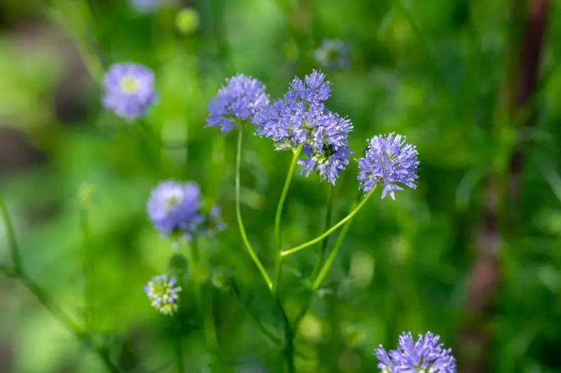 Blue-Field-Gilia