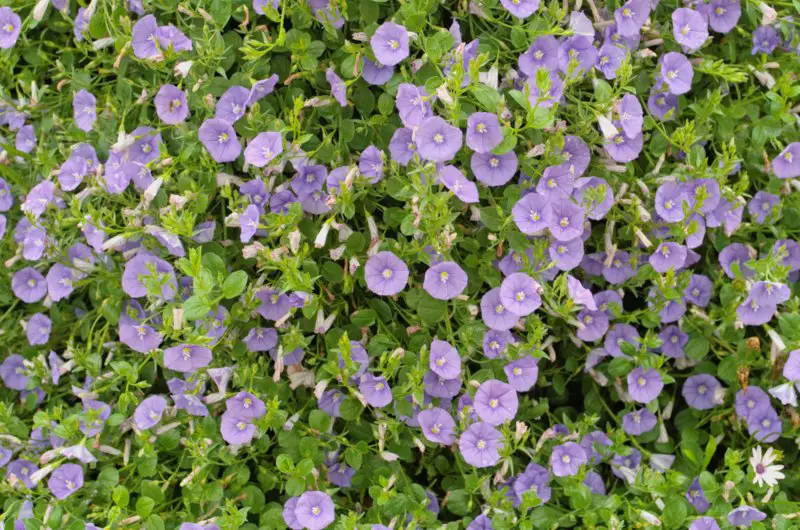 Blue-Rock-Binweed (Convolvulus sabatius)