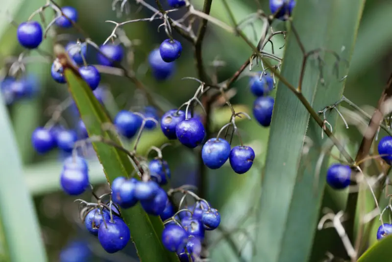 Blueberry-Flax-Lily-(Dianella-tasmanica)