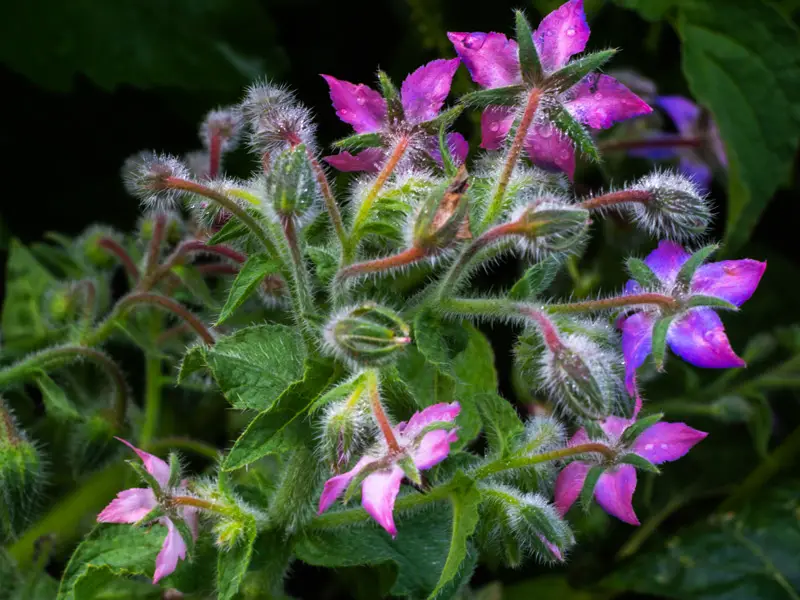 Borage-01