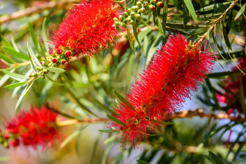 Bottlebrush-Weeping