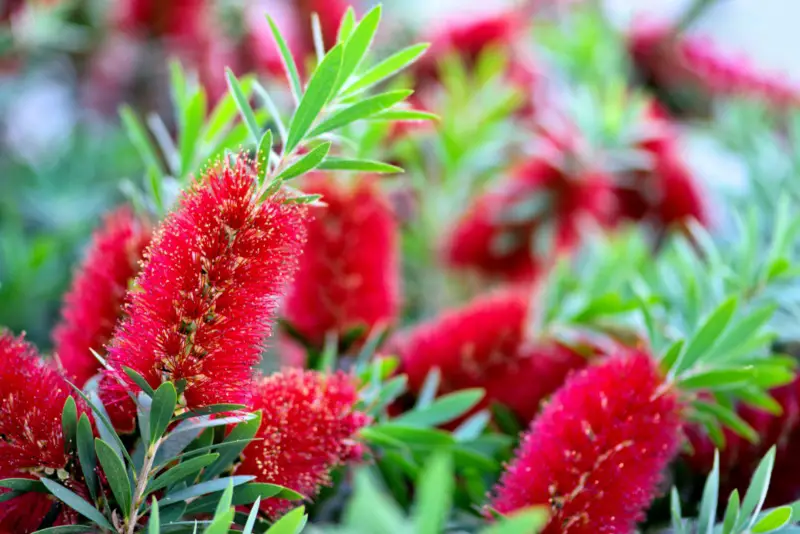 Bottlebrush