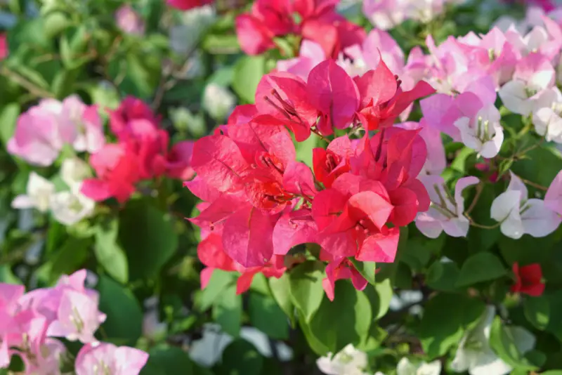 Bougainvillea