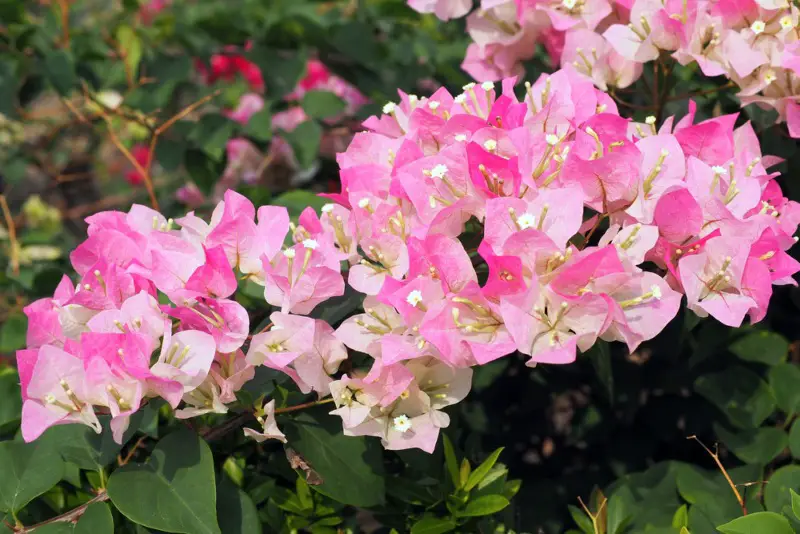 Bougainvillea