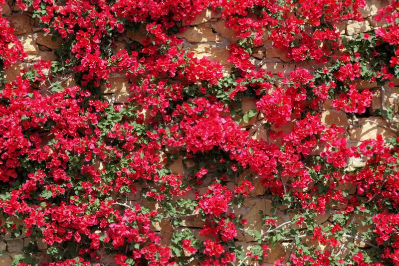 Bougainvillea