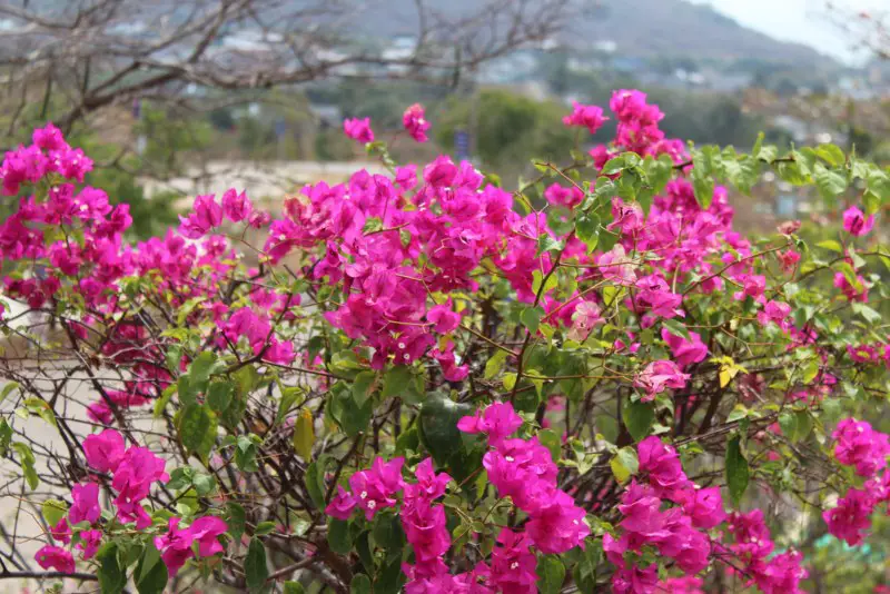 Bougainvillea