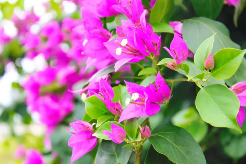 Bougainvillea