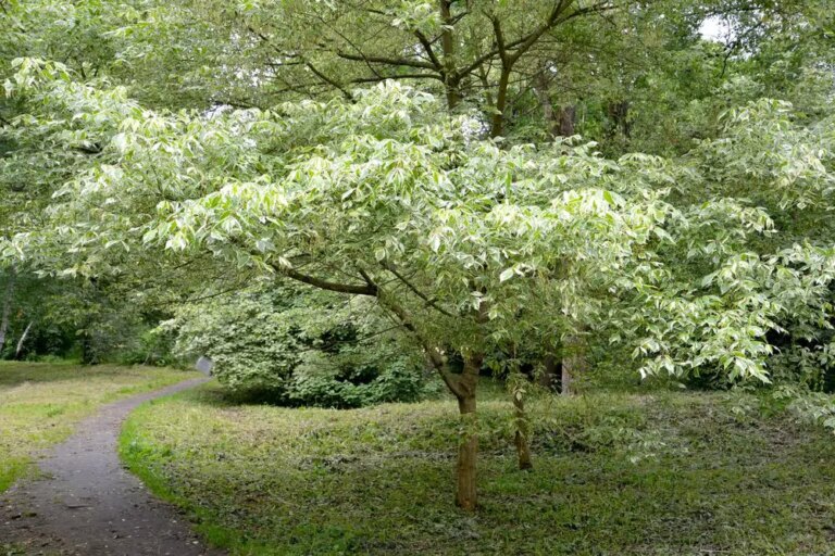 12 Plants & Trees With Aggressive Roots That Can Damage Your Home ...