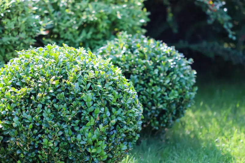 Boxwood-Bushes