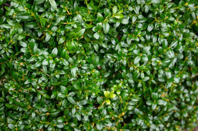 Boxwood