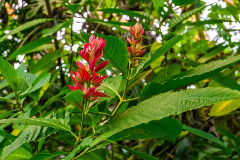 Brazilian-Red-Cloak