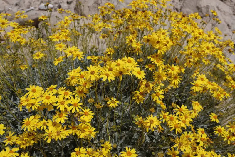 Brittlebush