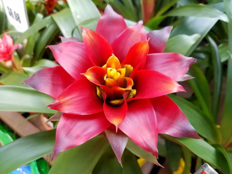 Bromeliads