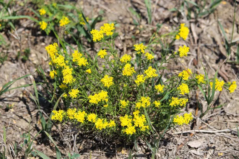 Broom-Snakeweed