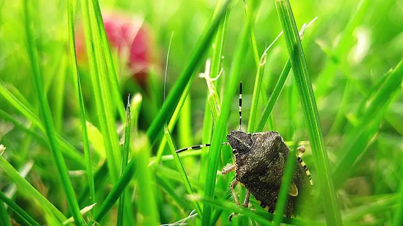 Bug on Plant