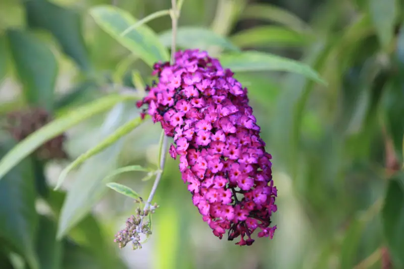 Butterfly-Bush