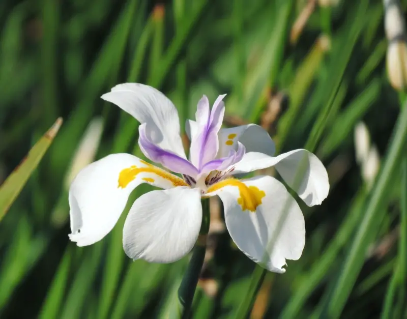 Butterfly Iris