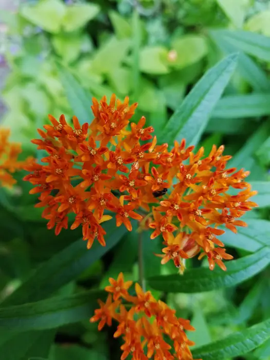 Butterfly-Weed-01