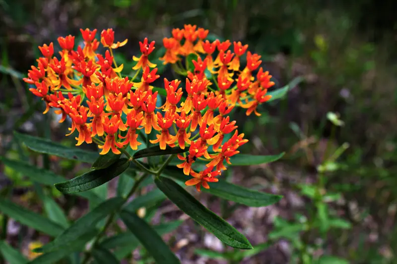 Butterfly-Weed-01