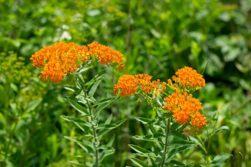 Butterfly-Weed