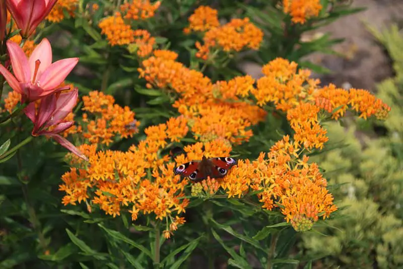 Butterfly-Weed